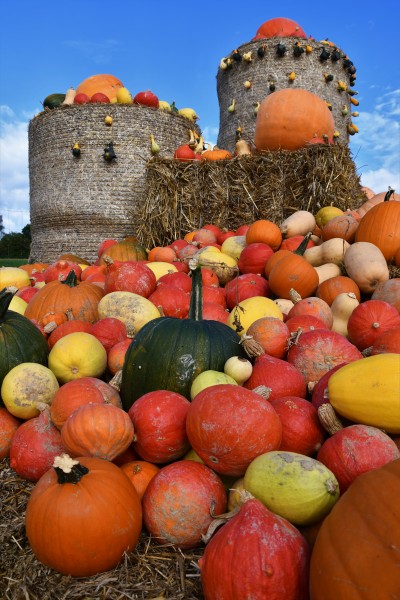 Ballonkuerbisse - (c) R Herling.jpg